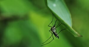 Peringatan Hari Malaria Sedunia, Pemkab Malang Ajak Warga Lakukan Ini