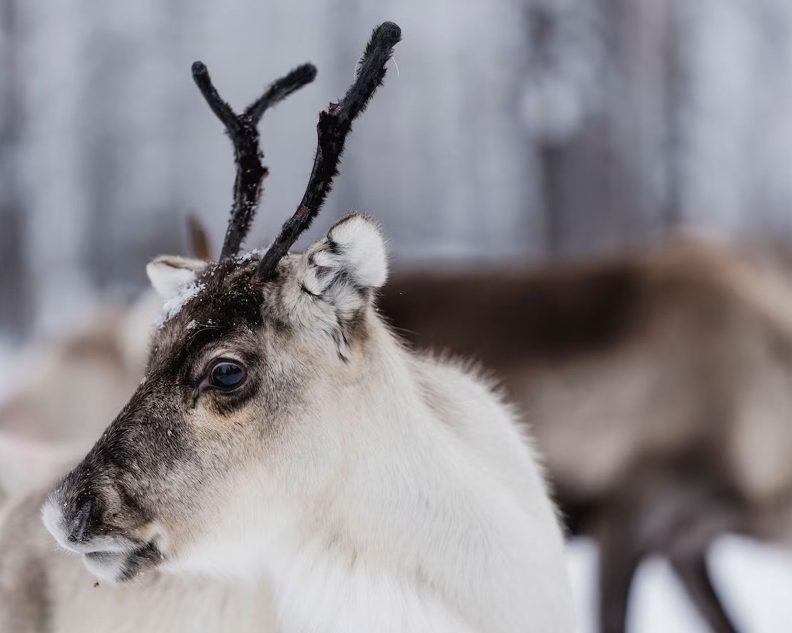 Fakta Menarik! Warna Mata Rusa Ternyata Dapat Berubah, Tergantung Musim