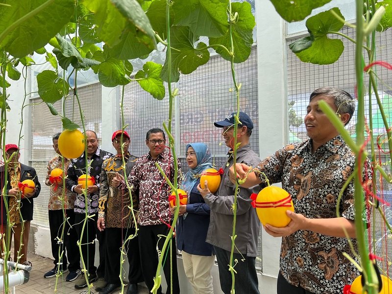 Smart Farming, Greenhouse UMM Sukses Produksi Melon Crunchy