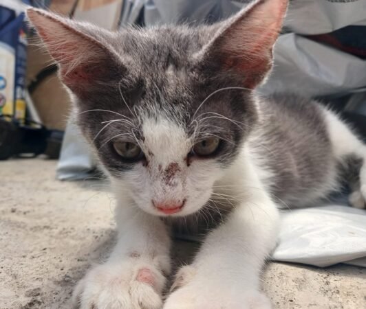 Merawat Hewan Peliharaan di Musim Hujan, Tips Mencegah Jamuran