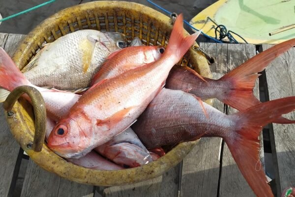Rutin Konsumsi Ikan Bantu Perlambat Perkembangan Multiple Sclerosis