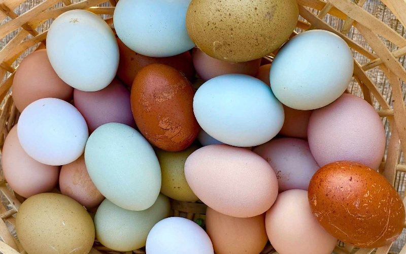 Mengapa Telur Ayam Bisa Berwarna Warni? Ini Penjelasannya