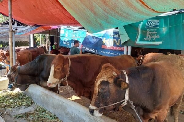Pedagang Sulit Cari Stok, Harga Sapi Kurban di Kabupaten Malang Melonjak