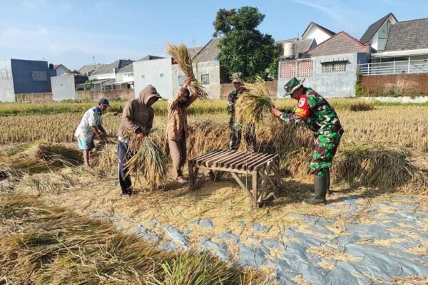 Wujud Kepedulian Ketahanan Pangan, Babinsa Bantu Panen Padi