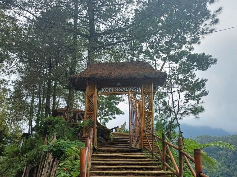 Kopi Ngadas, Oase Ketenangan di Ketinggian dengan View Menakjubkan