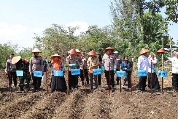 Polresta Malang Kota Tanam Jagung 1 Hektar, Dukung Ketahanan Pangan Nasional