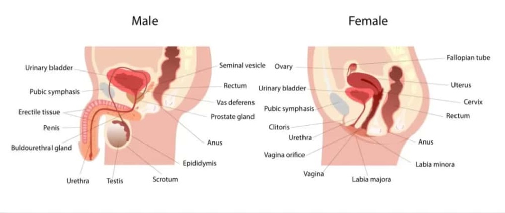 Sering Anyang-Anyangan? Waspadai Infeksi Saluran Kemih