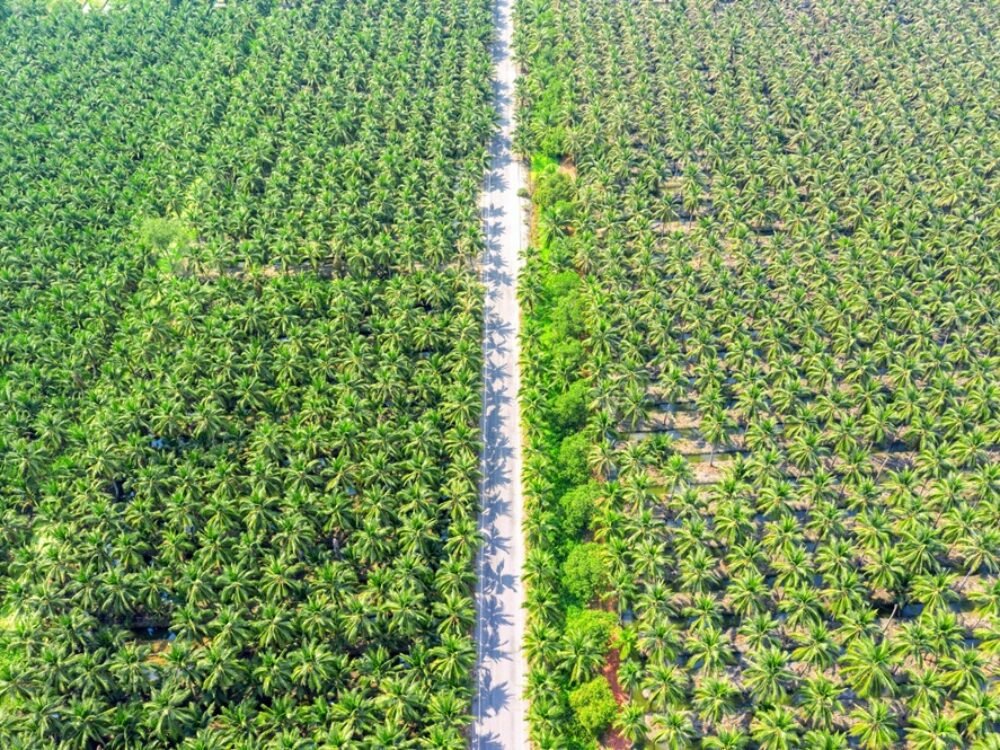 Dikira Sama dengan Hutan, Ternyata Sawit Bisa Tingkatkan Risiko Banjir