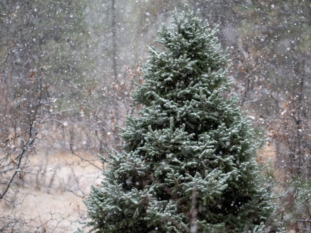 Funfact Pohon Cemara, Mulai dari Menjadi Ikon Natal Dunia Hingga di Balik Kiasan 'Keluarga Cemara'