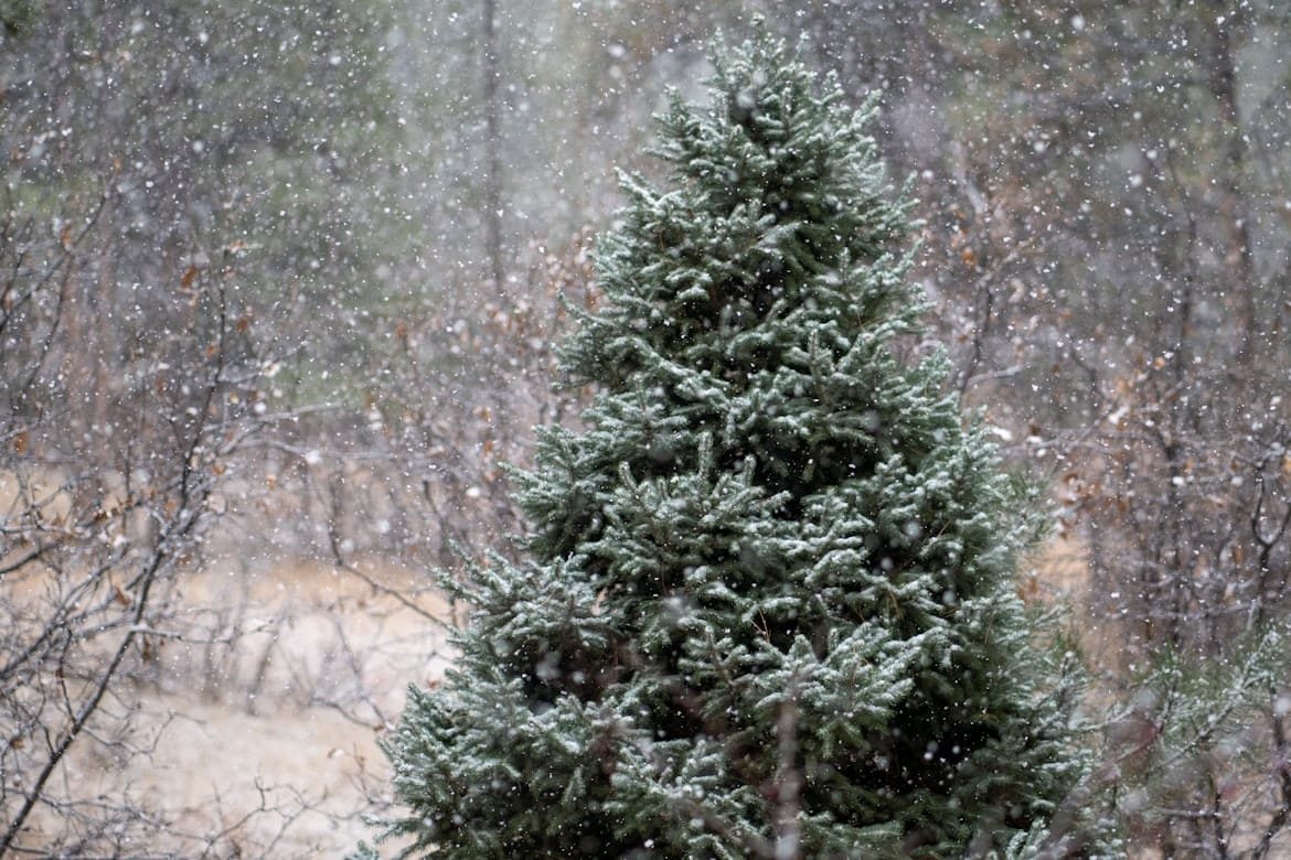 Funfact Pohon Cemara, Mulai dari Menjadi Ikon Natal Dunia Hingga di Balik Kiasan 'Keluarga Cemara'