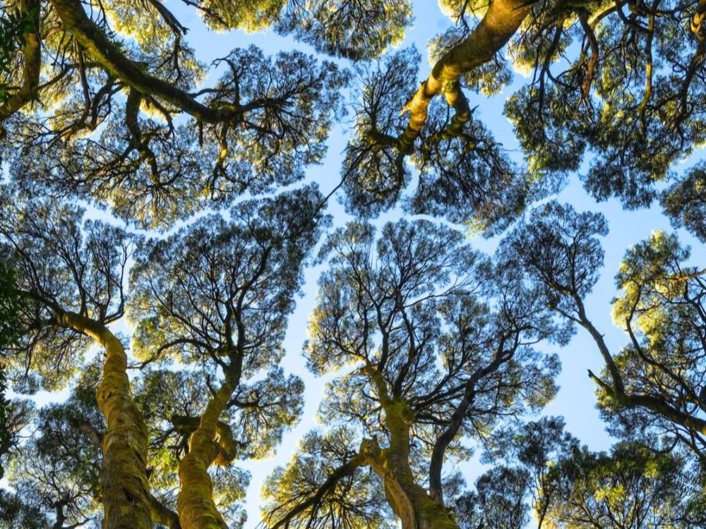 Keajaiban Alam 'Crown Shyness', Ketika Pohon “Menjaga Jarak” Satu Sama Lain
