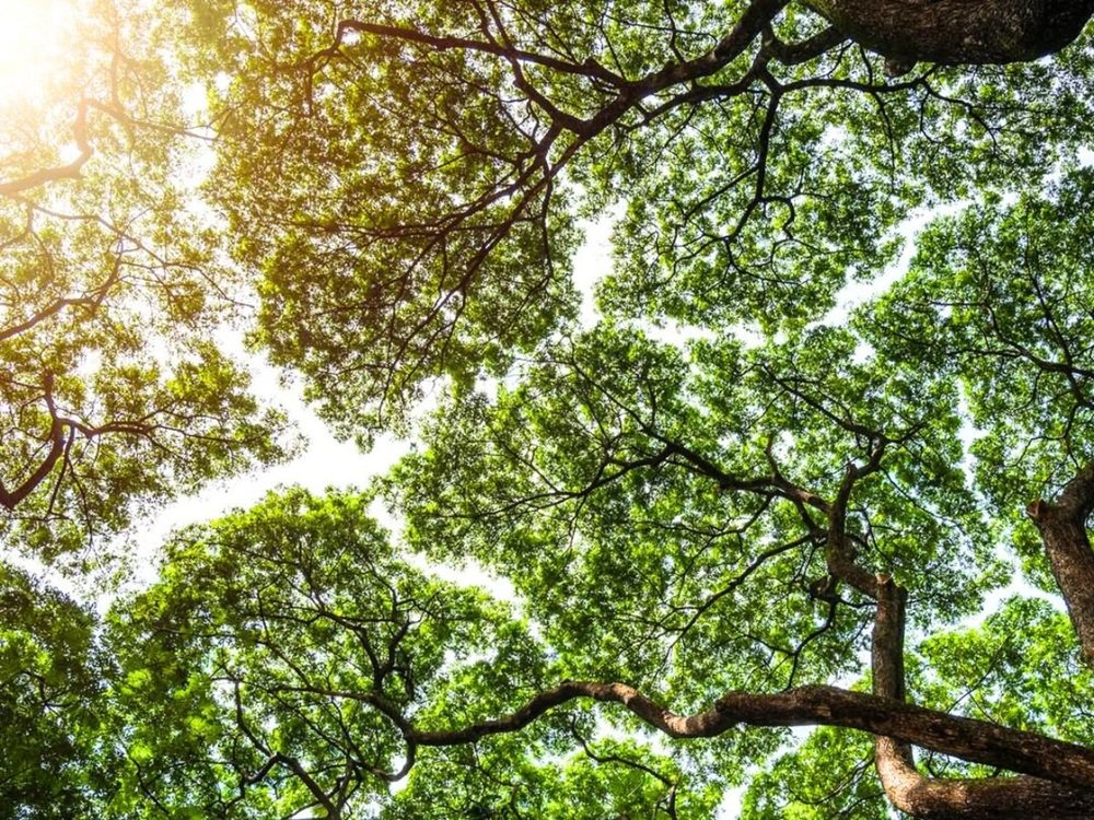 Keajaiban Alam 'Crown Shyness', Ketika Pohon “Menjaga Jarak” Satu Sama Lain