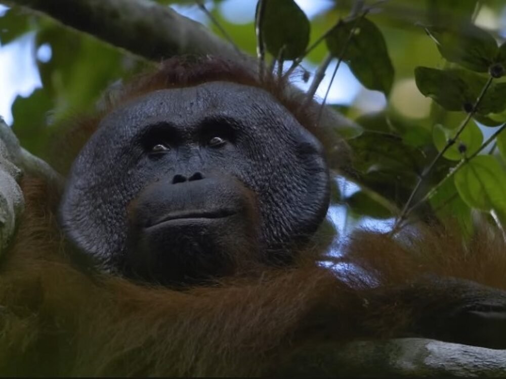 Peringatan Hari Primata Indonesia 2026 Di Tengah Ancaman Serius Kerusakan Habitat