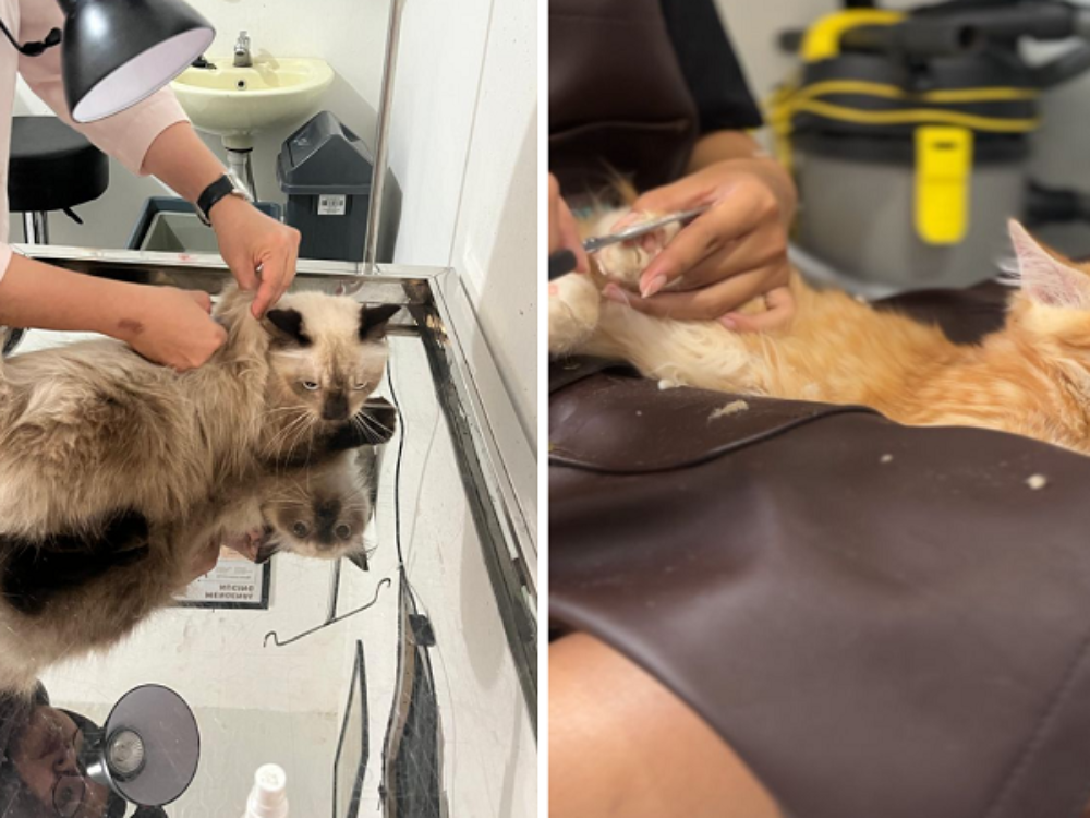 Mokka Kingdom Lomba Anabul