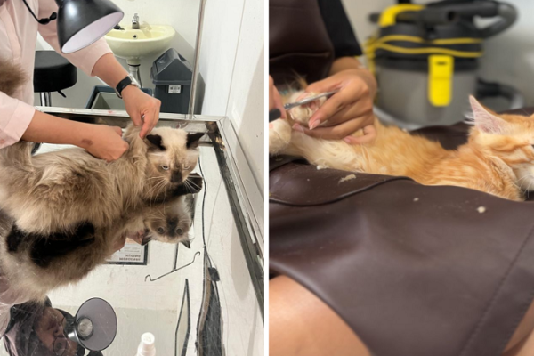 Mokka Kingdom Lomba Anabul