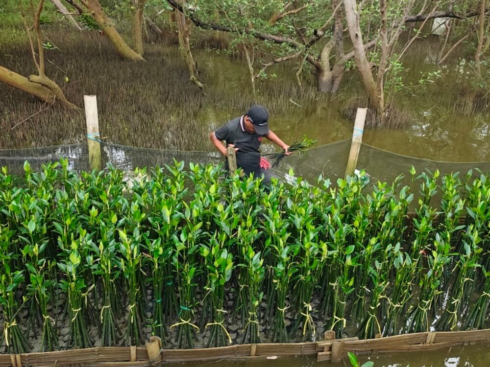 PT TPS Dorong Pembibitan Mangrove Adaptif untuk Lindungi Kawasan Pesisir