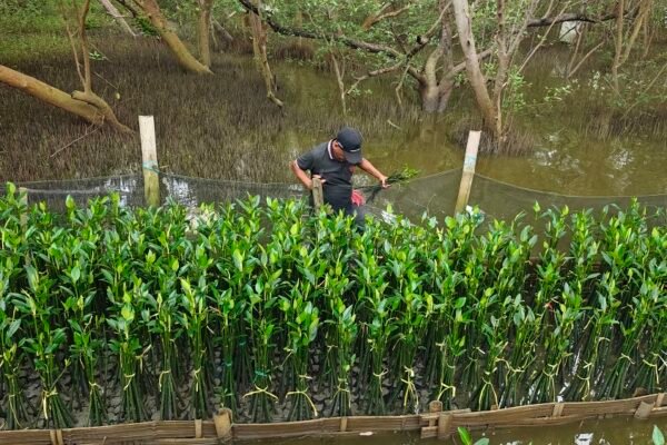 PT TPS Dorong Pembibitan Mangrove Adaptif untuk Lindungi Kawasan Pesisir