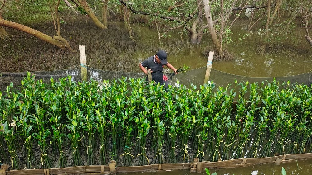 PT TPS Dorong Pembibitan Mangrove Adaptif untuk Lindungi Kawasan Pesisir