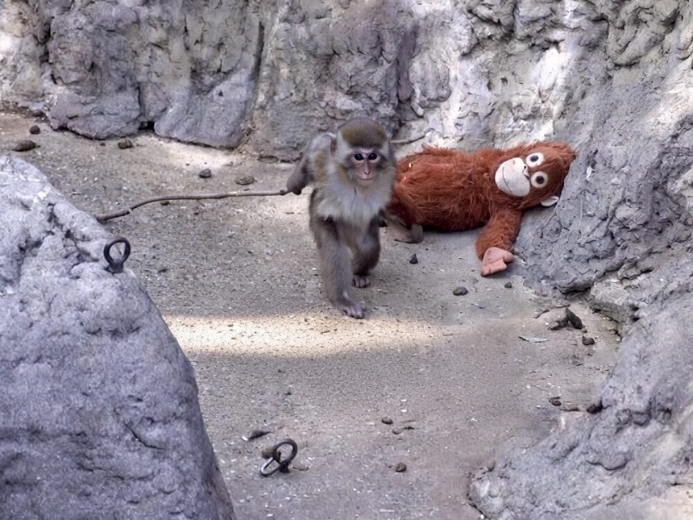 Bayi Monyet Punch Awal Terlantar Sampai Jadi Superstar, Ini Kisah Lengkap Bayi Monyet Punch yang Telah Bersosialisasi Normal