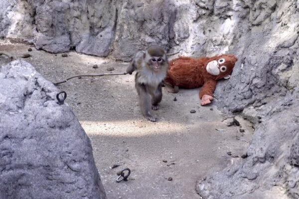 Awal Terlantar Sampai Jadi Superstar, Ini Kisah Lengkap Bayi Monyet Punch yang Telah Bersosialisasi Normal