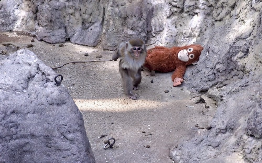 Awal Terlantar Sampai Jadi Superstar, Ini Kisah Lengkap Bayi Monyet Punch yang Telah Bersosialisasi Normal