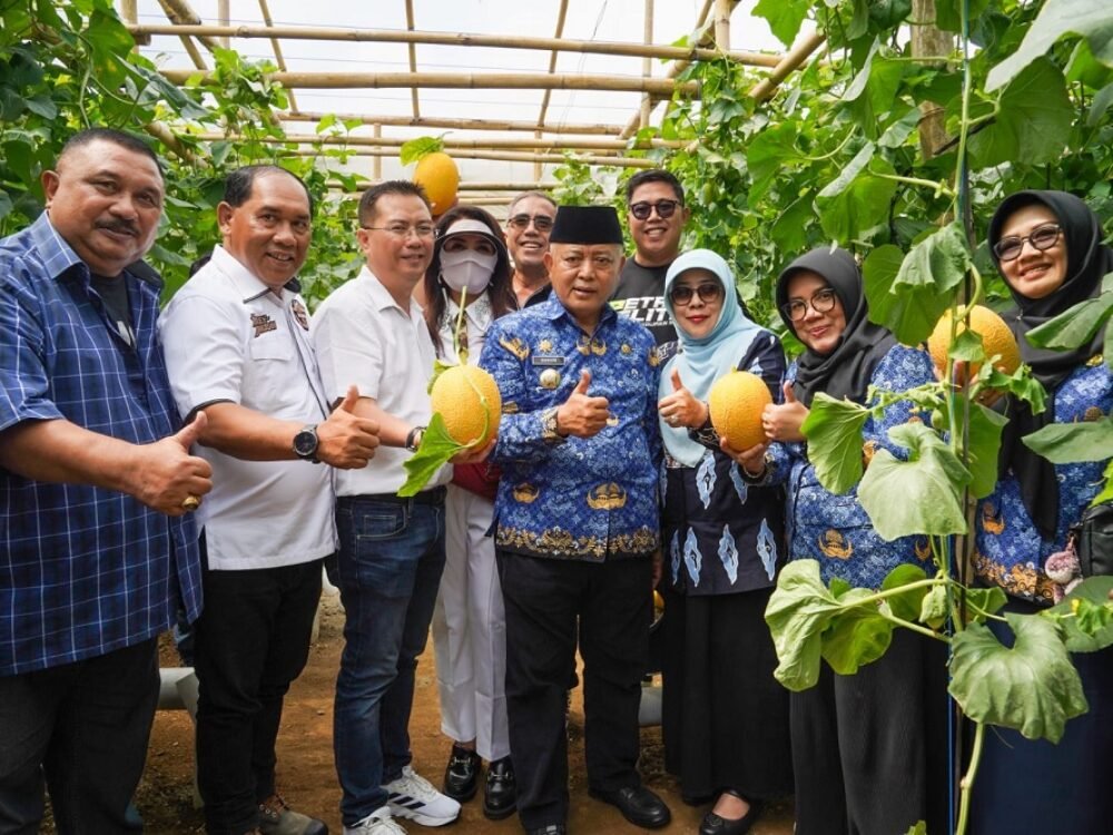 408-Bupati Malang panen melon di Donomulyo Bupati Malang Panen Perdana Melon Hidroponik di Donomulyo, Siap Ekspor ke Hong Kong dan Singapura