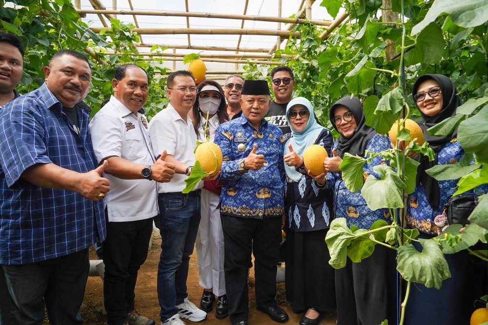 Bupati Malang Panen Perdana Melon Hidroponik di Donomulyo, Siap Ekspor ke Hong Kong dan Singapura