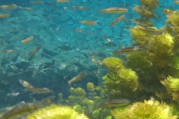 Sumber Demoon Jadi Wisata Air Andalan Kabupaten Malang, Ini Alasannya