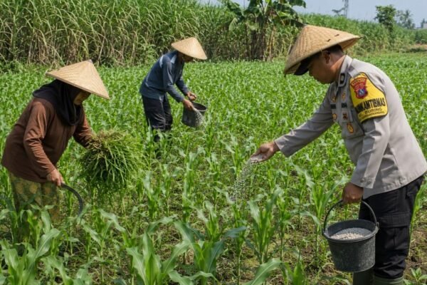 Dukung Ketahanan Pangan, Bhabinkamtibmas Polresta Malang Kota Dampingi Petani Jagung di Buring