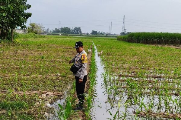 Bhabinkamtibmas Polresta Malang Kota Dampingi Petani Dorong Swasembada Jagung
