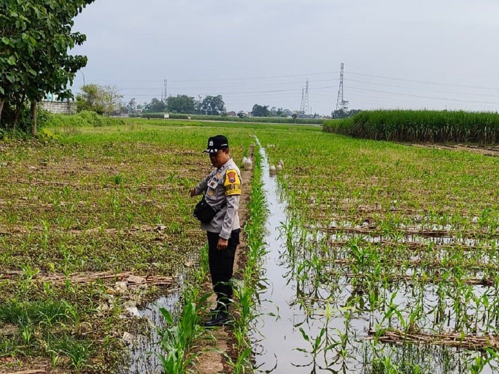 Polresta Malang Swasembada Jagung Bhabinkamtibmas Polresta Malang Kota Dampingi Petani Dorong Swasembada Jagung