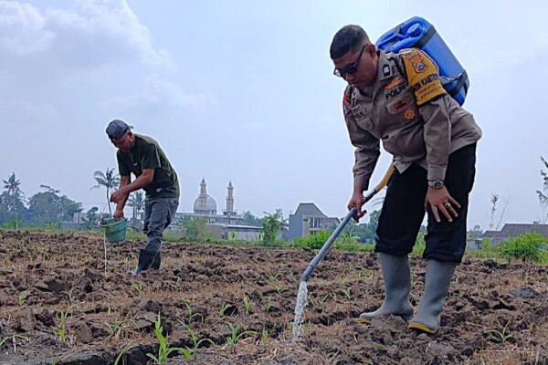 sebagai motor penggerak terus dampingi petani jagung mulai dari survei lahan, proses tanam, hingga pemantauan pertumbuhan tanaman menjelang masa panen