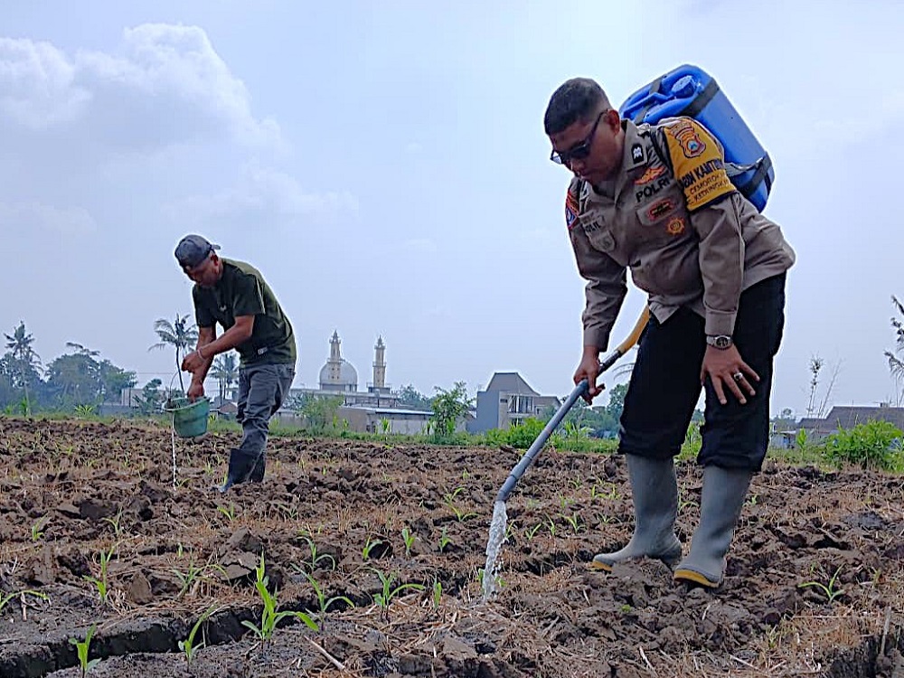 bhabinkamtibmas Polresta malang sebagai motor penggerak terus dampingi petani jagung mulai dari survei lahan, proses tanam, hingga pemantauan pertumbuhan tanaman menjelang masa panen