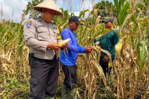 Bhabinkamtibmas Buring Bantu Kendala Petani, Pastikan Tanaman Jagung Siap Panen