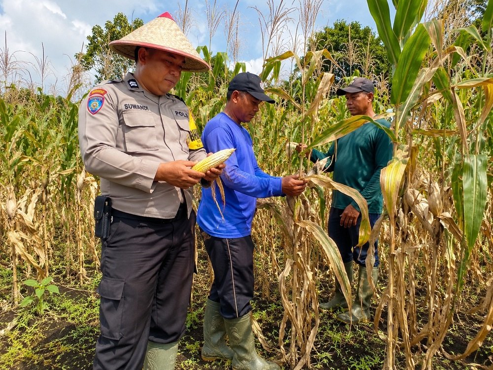 bhabinkamtibmas panen jagung Bhabinkamtibmas Buring Bantu Kendala Petani, Pastikan Tanaman Jagung Siap Panen