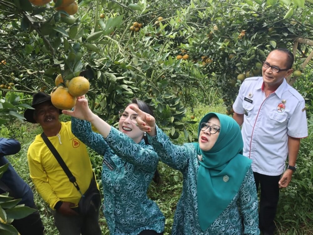Keseruan Petik Jeruk di Malang Bersama Arumi Bachsin, Puji Manisnya Keprok Siyam Sumbersuko