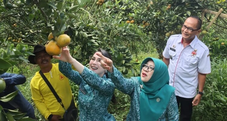 Keseruan Petik Jeruk di Malang Bersama Arumi Bachsin, Puji Manisnya Keprok Siyam Sumbersuko