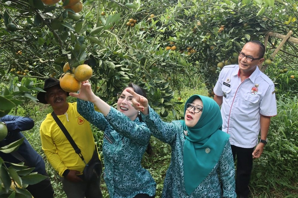Keseruan Petik Jeruk di Malang Bersama Arumi Bachsin, Puji Manisnya Keprok Siyam Sumbersuko