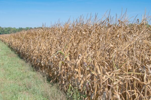 Pakar Agroteknologi UMM Bagikan Tips bagi Petani Hadapi Kekeringan Lebih Panjang