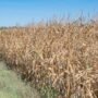 Pakar Agroteknologi UMM Bagikan Tips bagi Petani Hadapi Kekeringan Lebih Panjang