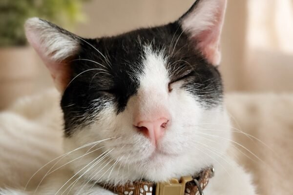 Hari Kucing Sedunia: Lebih dari Sekadar Hewan Peliharaan, Simak Fakta Unik Anabul Ini