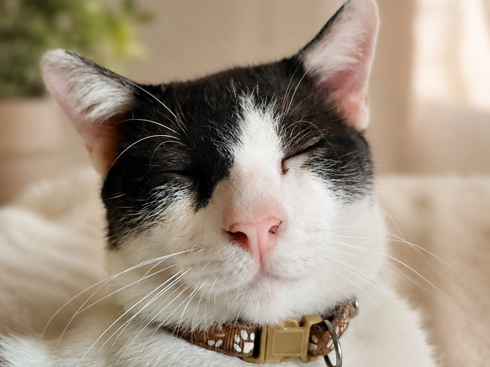 Hari Kucing Sedunia: Lebih dari Sekadar Hewan Peliharaan, Simak Fakta Unik Anabul Ini