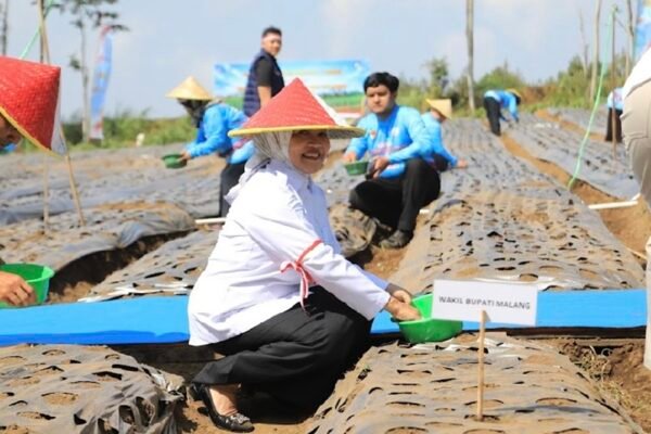 Wabup Malang dan Kapolda Jatim Gelar Penanaman Bawang Putih Serentak