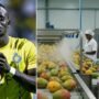 Sadio Mane Investasikan Rp363,6 Miliar untuk Agroindustri Mangga di Senegal, Buka 1.000 Lapangan Kerja
