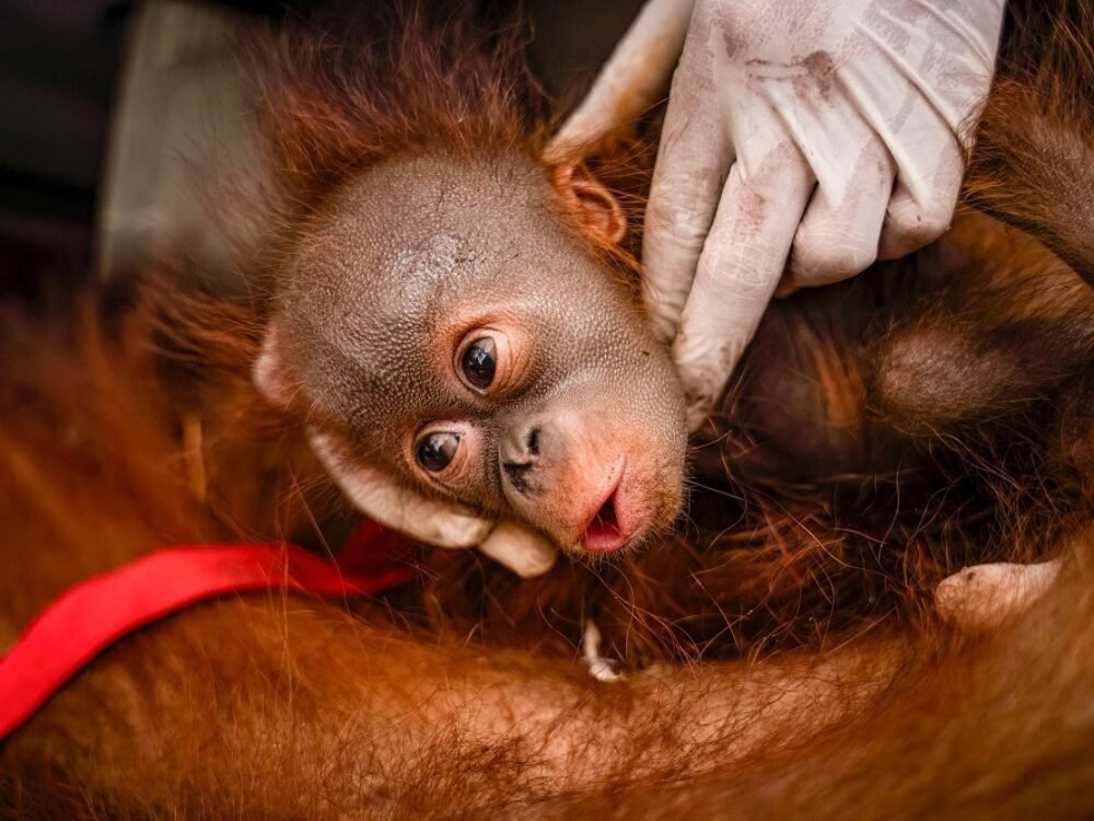 Kebakaran Hutan Kalimantan Ancam 52 Persen Populasi Orangutan