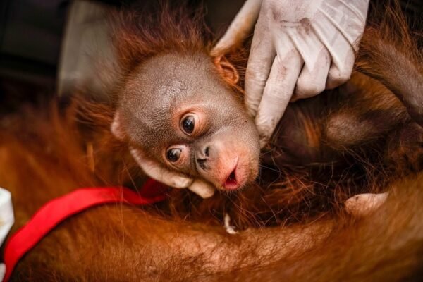 Kebakaran Hutan Kalimantan Ancam 52 Persen Populasi Orangutan