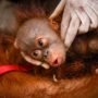 Kebakaran Hutan Kalimantan Ancam 52 Persen Populasi Orangutan