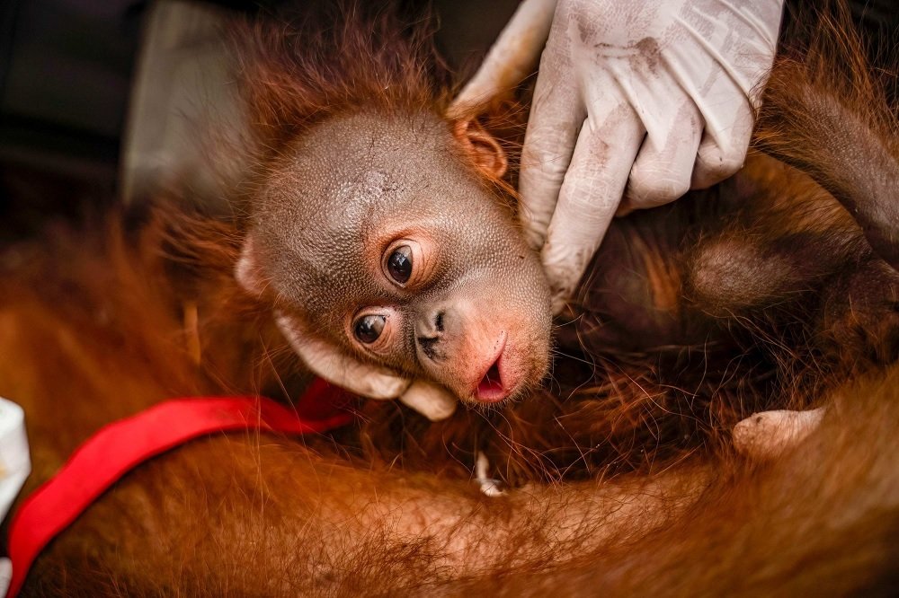 204-Penyelamatan anak orangutan dari karhutla Kalimantan Kebakaran Hutan Kalimantan Ancam 52 Persen Populasi Orangutan