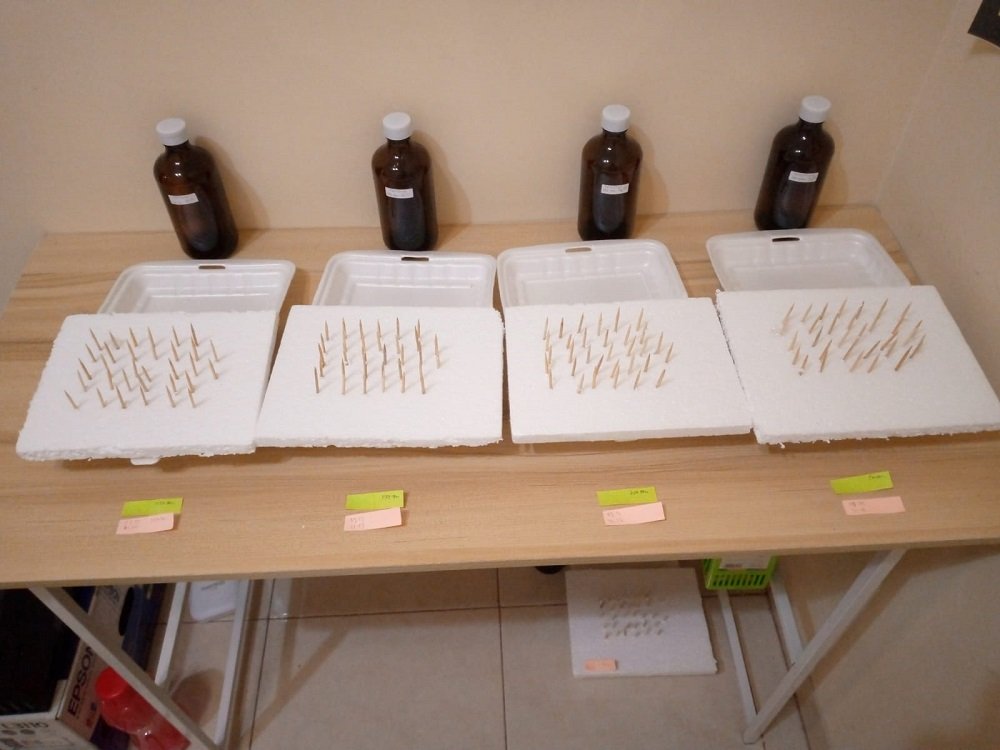 fbipk ub bawang merah Pengembangan Teknologi Induksi Poliploidi pada Bawang Merah oleh Dosen FBiPK UB Resmi Dapatkan Hak Paten