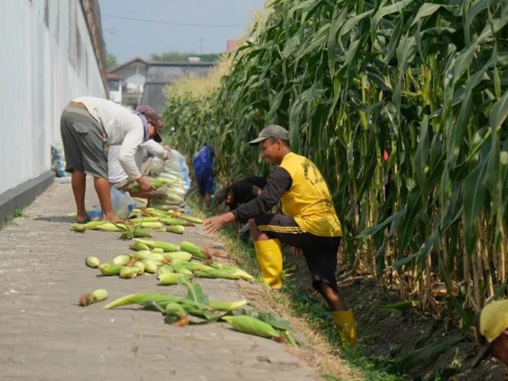 Warga Binaan Lapas Kelas I Malang Panen Perdana 4 Kuintal Jagung Manis
